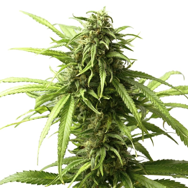 California Dream Feminized Seeds - photo 1