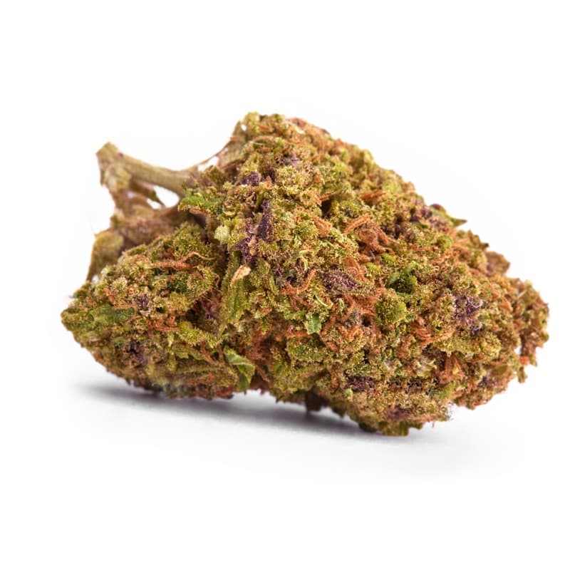 California Dream Feminized Seeds - photo 2