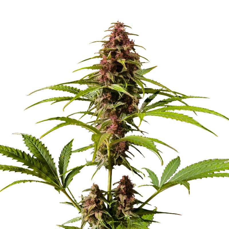 Skunk Red Hair Regular Seeds - photo 1