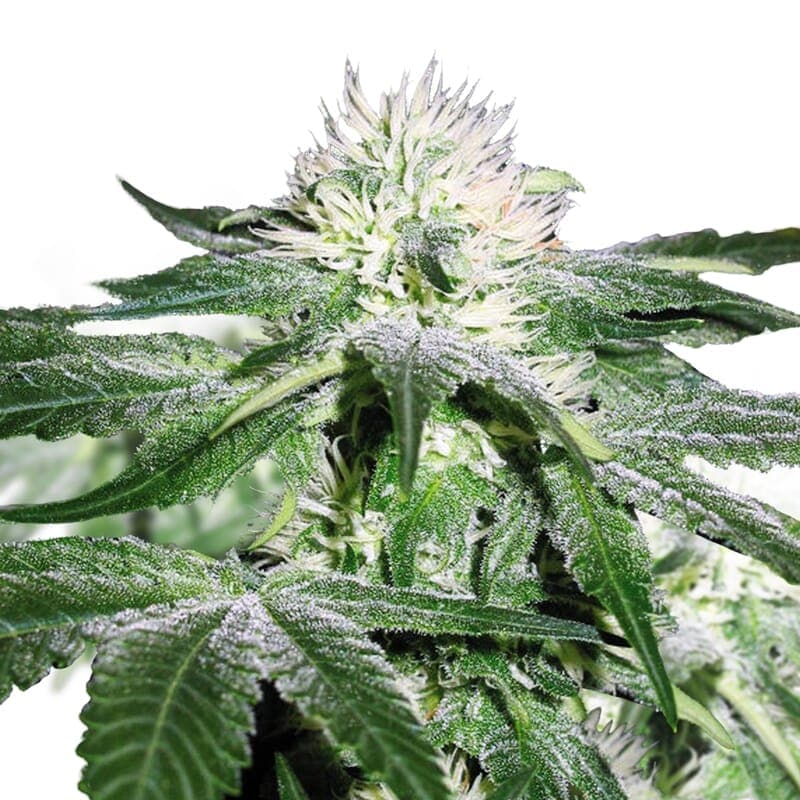 Misty Regular Seeds - photo 1