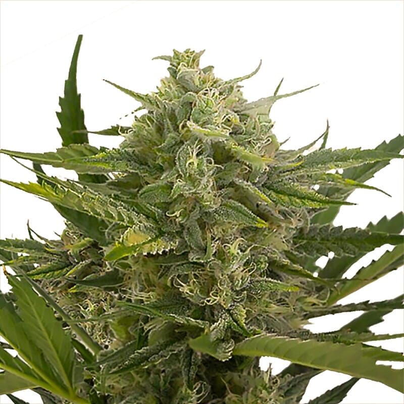 Master Kush Regular Seeds - photo 1