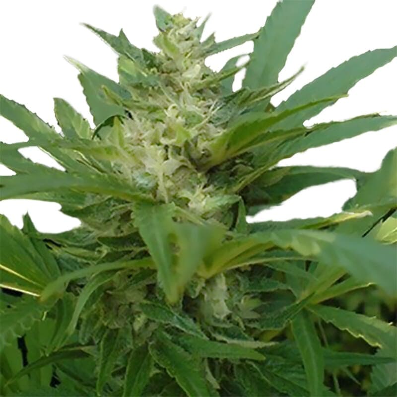 Master Kush Regular Seeds - photo 3