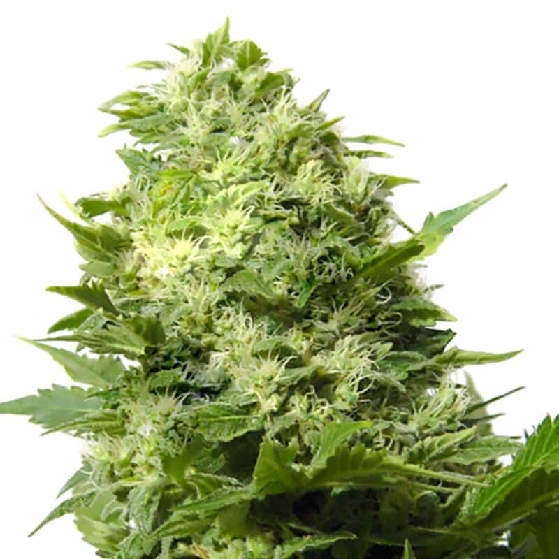 Cheese Seeds