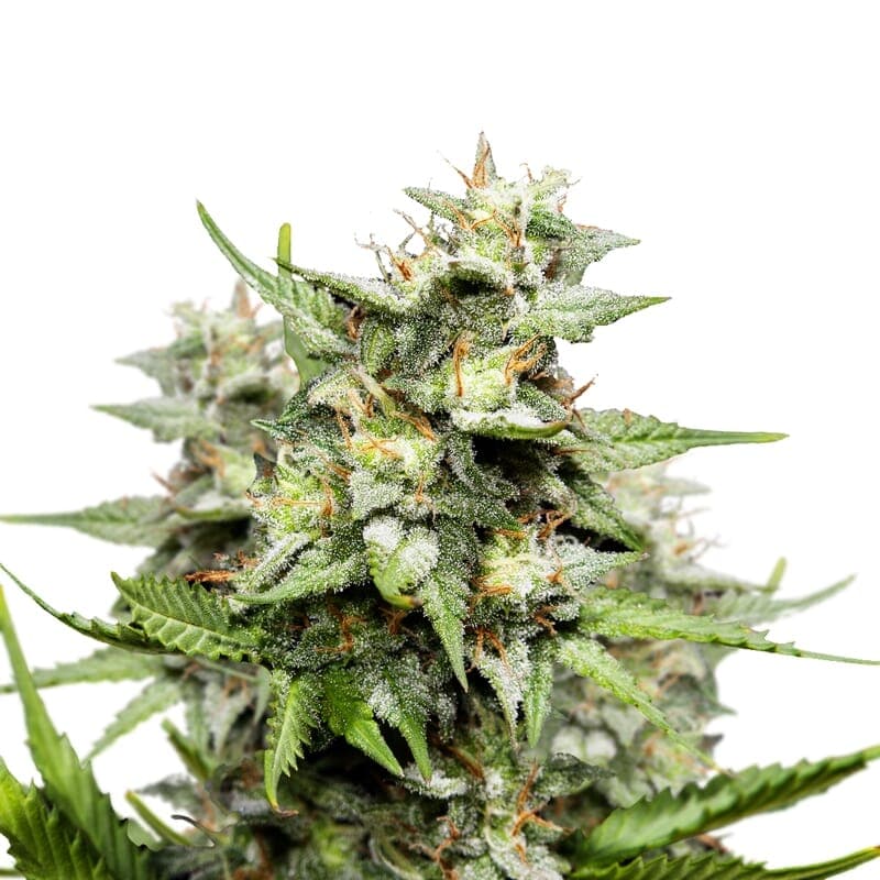 Hawaii Skunk Regular Seeds - photo 1