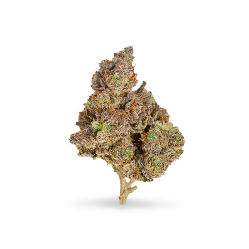 Early Misty Regular Seeds - photo 2