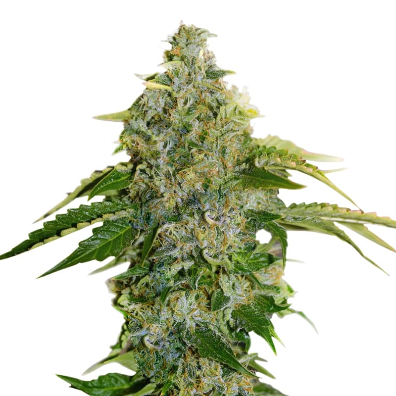 Crystal Rain Regular Seeds - photo 1