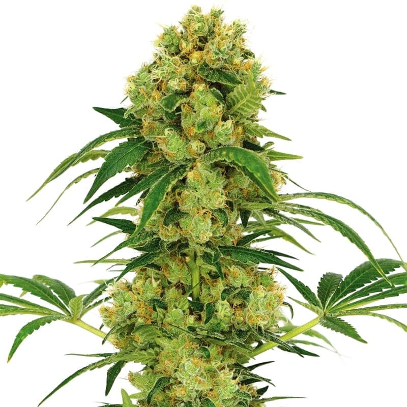 Big Bud Regular Seeds - photo 1