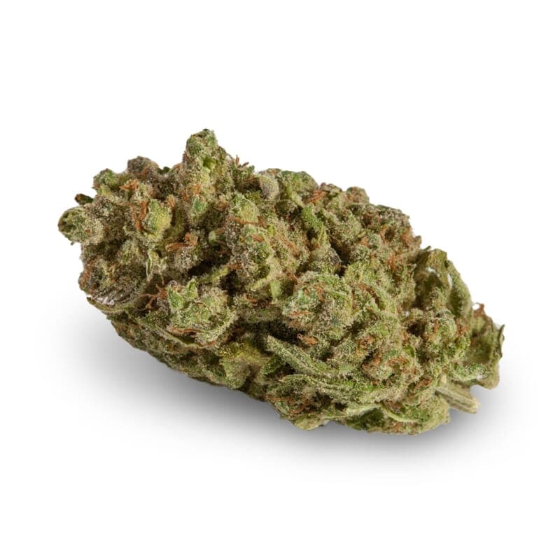 Easy Rider Regular Seeds - photo 2