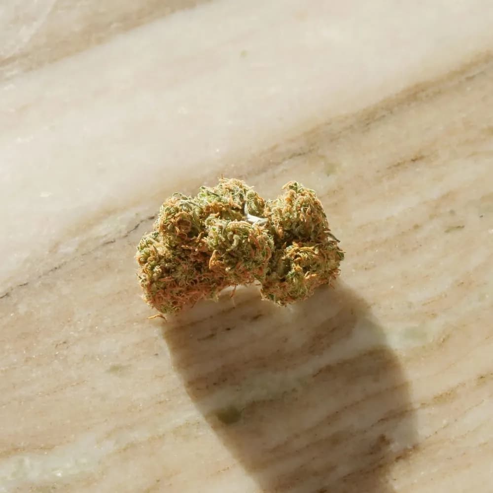 Girl Scout Cookies XTRM Autoflower Seeds