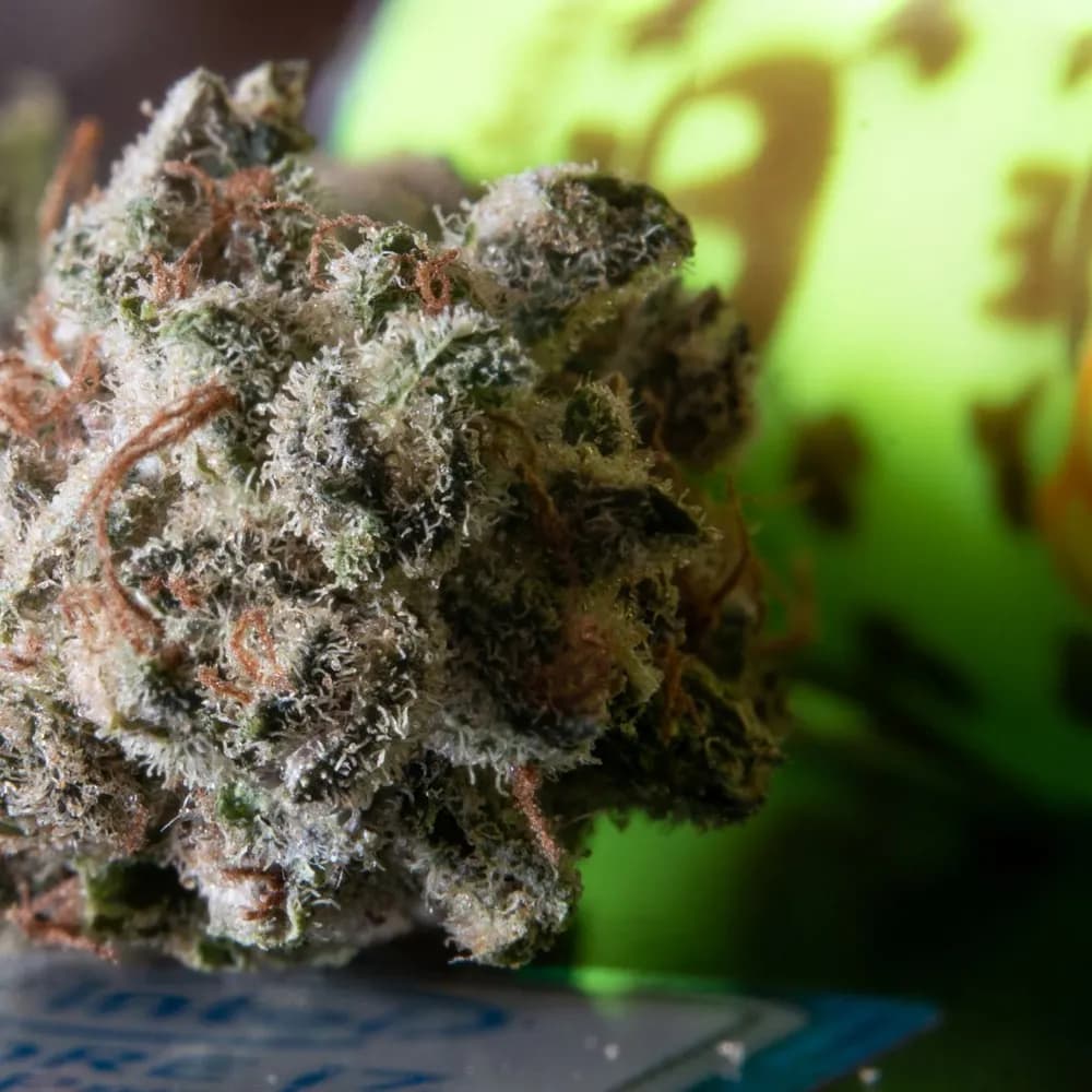 Blue Cookies Feminized Seeds