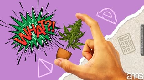 10 Facts about autoflower seeds