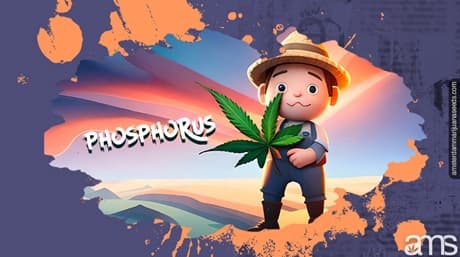 Phosphorus Deficiency in Weed – How To Recognize And Solve It