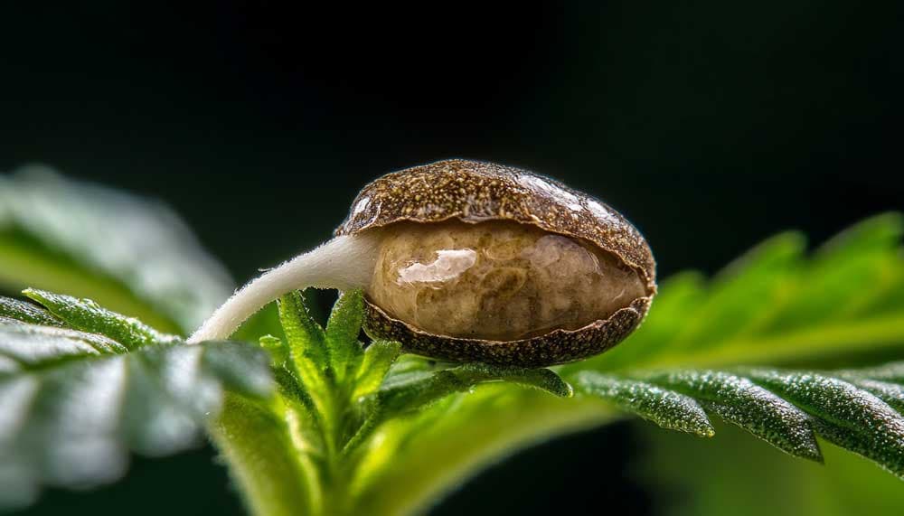 Cannabis Grow Stages: From Seed to Harvest (With Pictures)