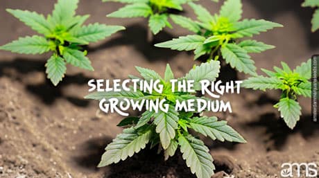 Selecting the Right Grow Medium for a Cannabis Grow Setup