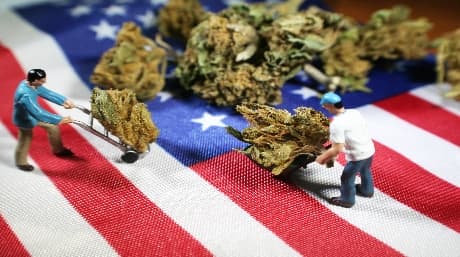 Jobs In The Cannabis Industry