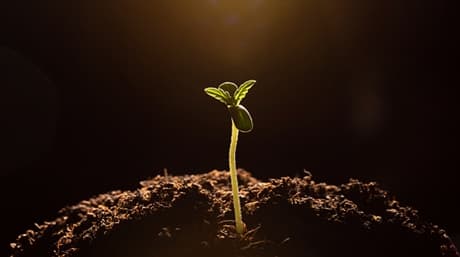 Germinating Cannabis Seeds in Various Mediums