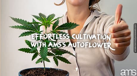 Effortless Cultivation with AutoFlower Weed Seeds