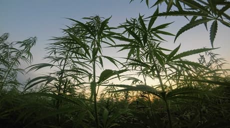 Best time to harvest marijuana