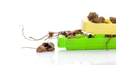 The incredible benefits of microdosing marijuana