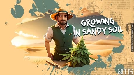 The Benefits and Challenges of Growing Marijuana In Sandy Soil