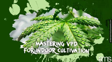 Mastering Vapor-Pressure Deficit VPD for Indoor Cannabis Cultivation