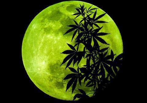 Growing Marijuana with the Lunar Calendar