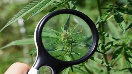 Mastering Micro Cultivation: Unlocking the Secrets of Cannabis Growth