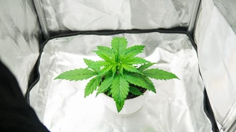 Enhancing Cannabis Yield Through Reflective Materials