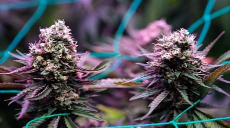 Unveiling the Enigmatic Haze: A Cannabis Legend