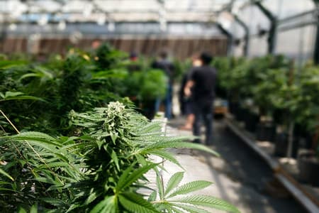 Marijuana: medical, industrial and legal perspective