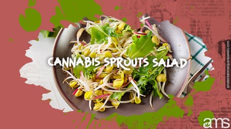 Weed Sprouts Salad with CBD Dressing