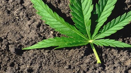 Unleash the Best Cannabis Cultivation with Organic Fertilizers!