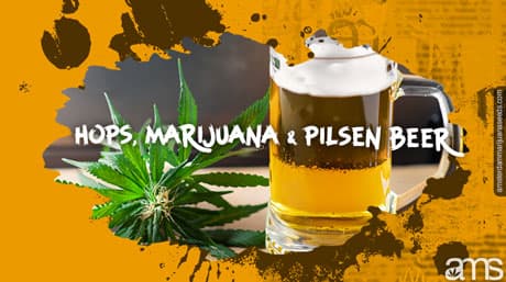 The Czech Saga of Hops, Marijuana & Pilsen Beer