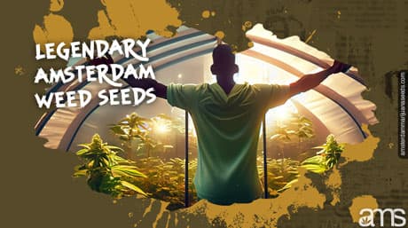 The Legendary Amsterdam Weed Seeds