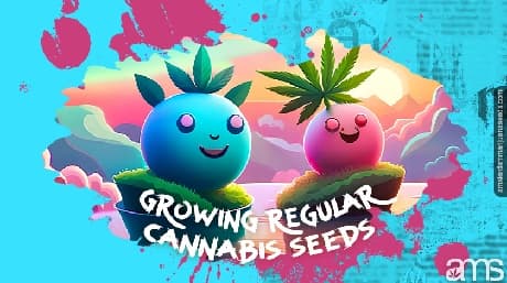 The Pros and Cons of Growing Regular Cannabis Seeds