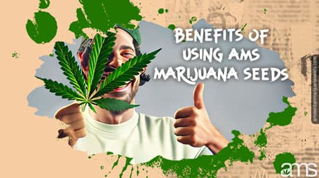 Amsterdam Marijuana Seeds – Breeders Seed Bank!