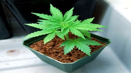 What Are Autoflower Marijuana Seeds?