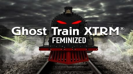 Ghost Train XTRM Feminized Strain: The Extreme THC Powerhouse