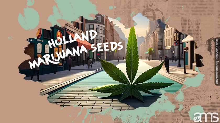 Discover Premium Marijuana Seeds from Holland