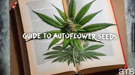 Guide to Autoflower Seeds: Benefits, Cultivation & More