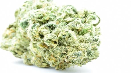 Unveiling the Legendary White Widow: The Ultimate Hybrid Strain