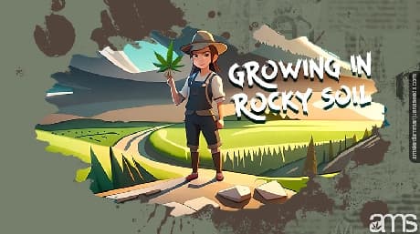 Growing Marijuana in Rocky Soil