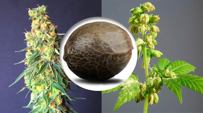 Varieties of Cannabis Seeds for Cultivation