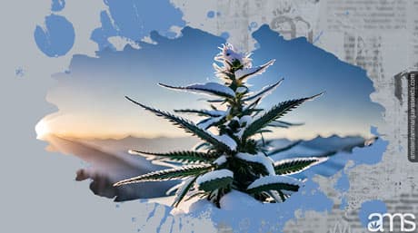 Growing Weed in Cold Climates