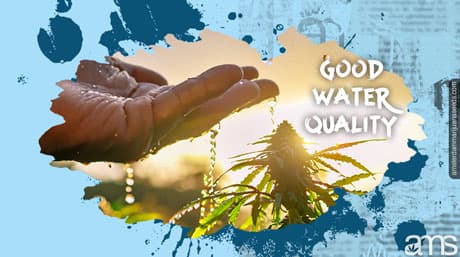 The Importance of Good Water Quality When Cultivating Marijuana