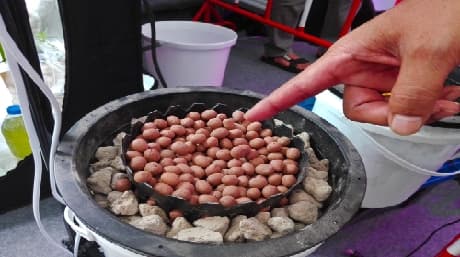 Seed Quality: The Keystone of Successful Cultivation