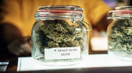 Regular Cannabis Strains: Explore the Value