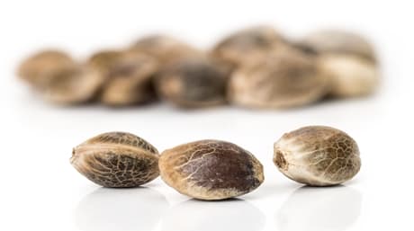 How to grow autoflower cannabis seeds, in and outdoors!