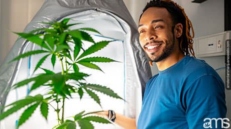 The Art of Homegrown Marijuana