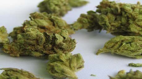 Can You Eat Raw Weed?